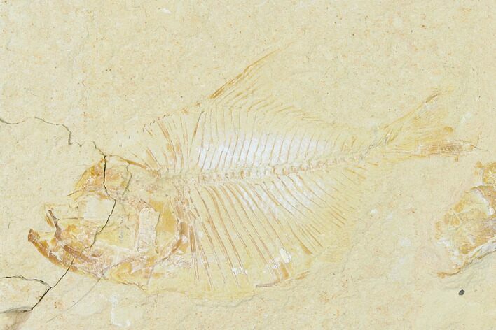 Fossil Fish (Diplomystus Birdi) - Hjoula, Lebanon #162706